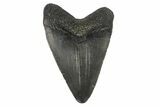 Juvenile Megalodon Tooth - South Carolina #171201-1